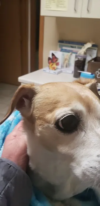 York Animal Clinic Picture 8