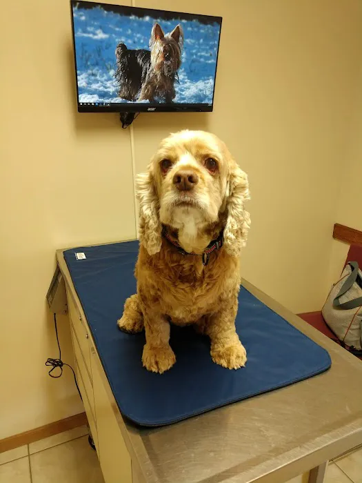 York Animal Clinic Picture 6