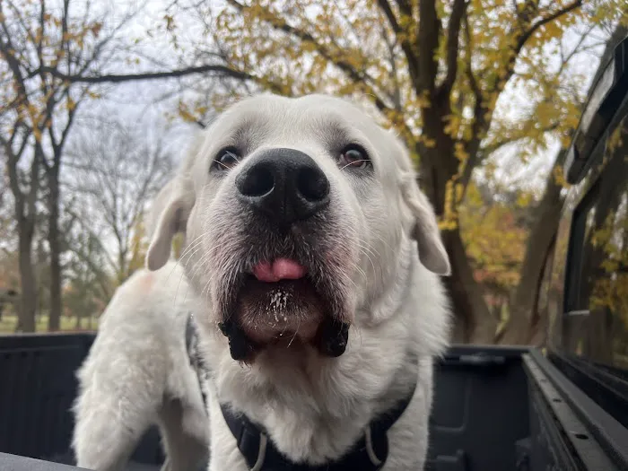 Sullivan Companion Animal Clinic Picture 3