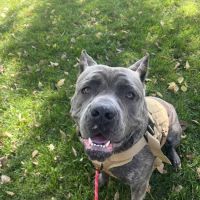 Sullivan Companion Animal Clinic ico