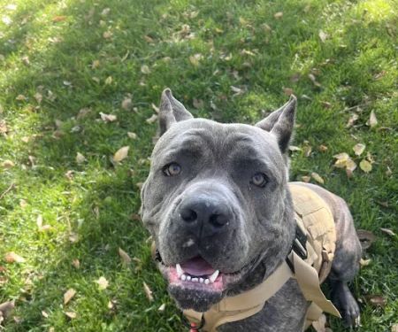 Sullivan Companion Animal Clinic