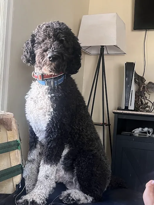 Sullivan Companion Animal Clinic Picture 4