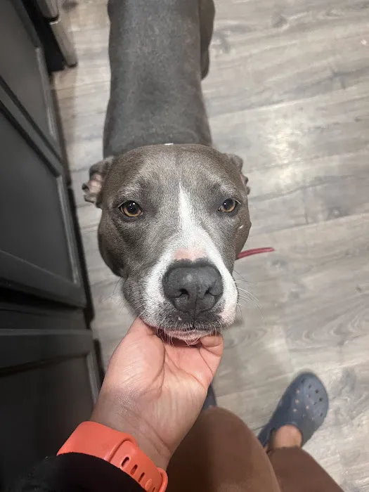 Sullivan Companion Animal Clinic Picture 2