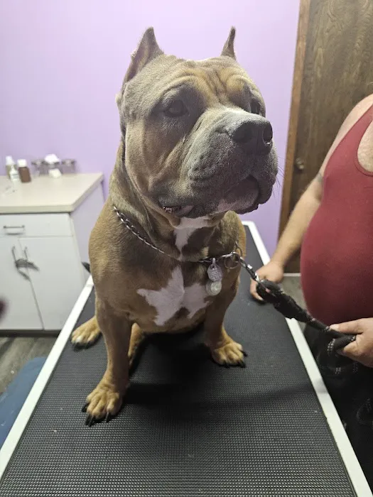 Sullivan Companion Animal Clinic Picture 6