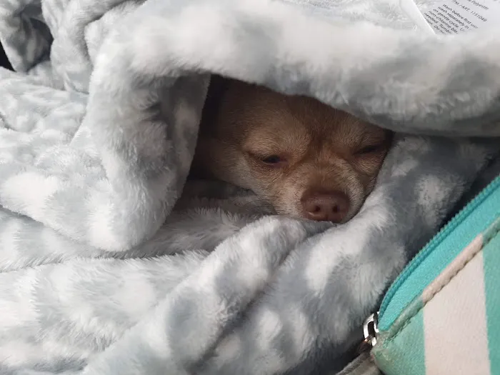 Sullivan Companion Animal Clinic Picture 10