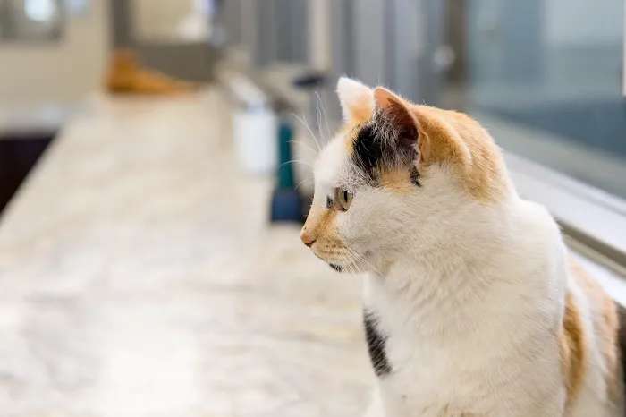 TimberCreek Veterinary Hospital Picture 10