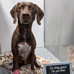 Fur Family Animal Hospital