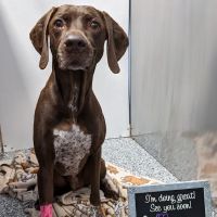 Fur Family Animal Hospital ico