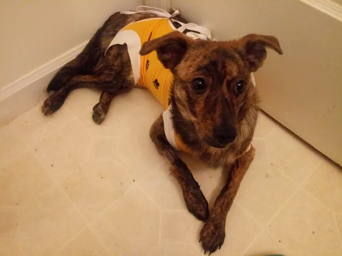 Fur Family Animal Hospital Picture 6