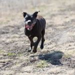 Vetco Total Care Animal Hospital