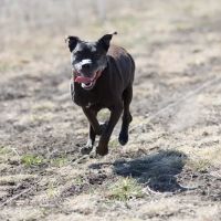 Vetco Total Care Animal Hospital ico