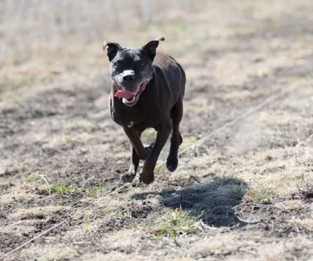 Vetco Total Care Animal Hospital