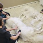 Wildcat Vet Services