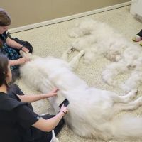 Wildcat Vet Services ico