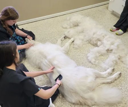 Wildcat Vet Services