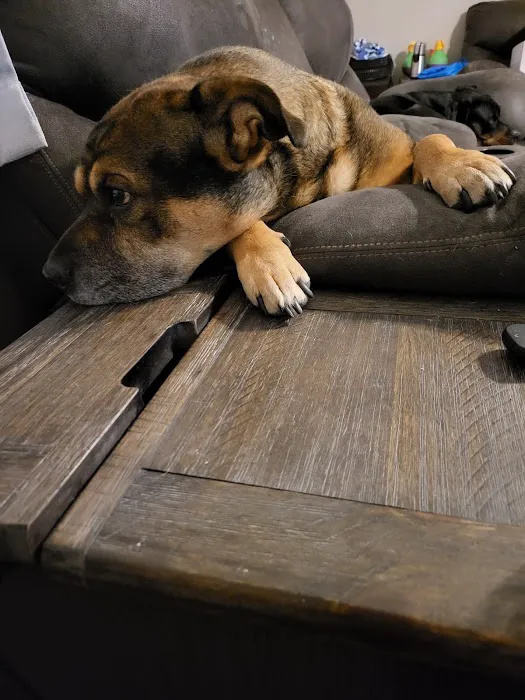 Wildcat Vet Services Picture 2