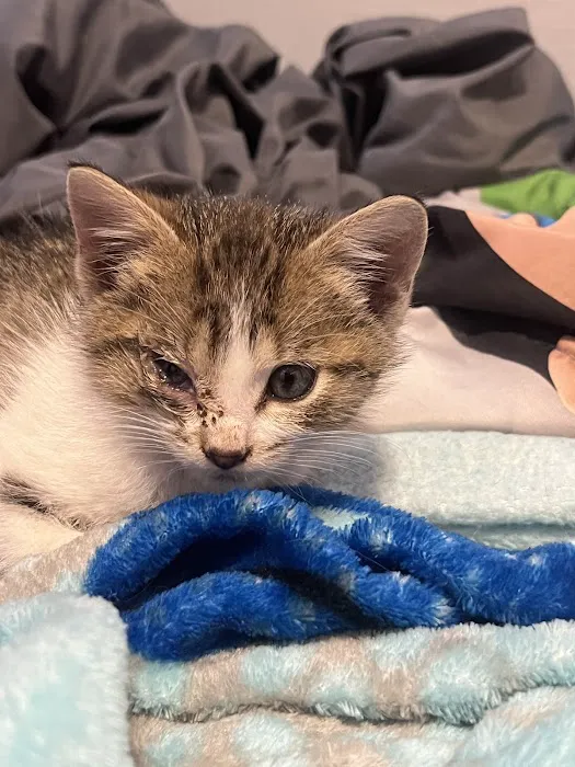 Wildcat Vet Services Picture 3