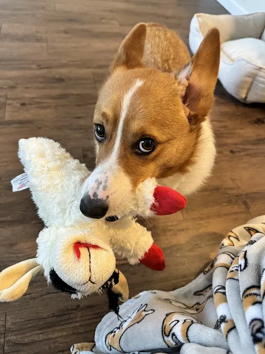 Wildcat Vet Services Picture 4