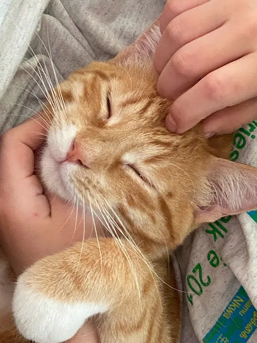 Wildcat Vet Services Picture 6