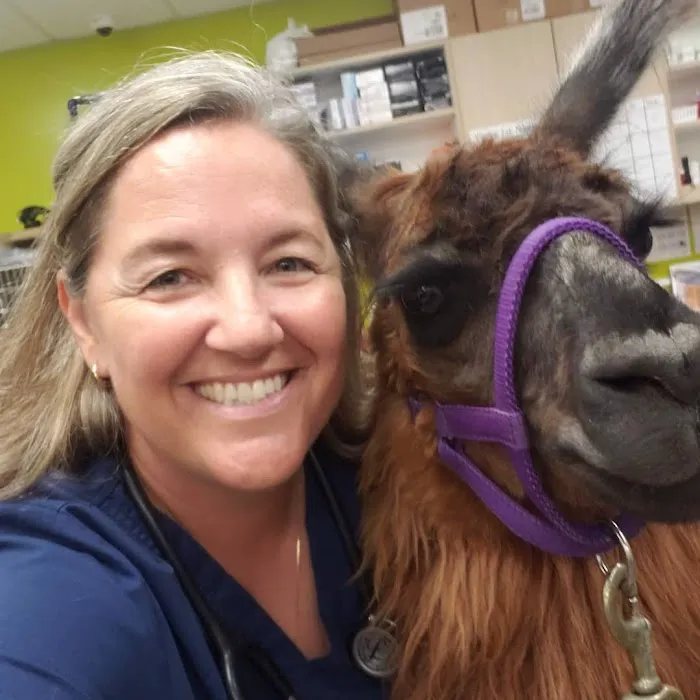 Wildcat Vet Services Picture 10