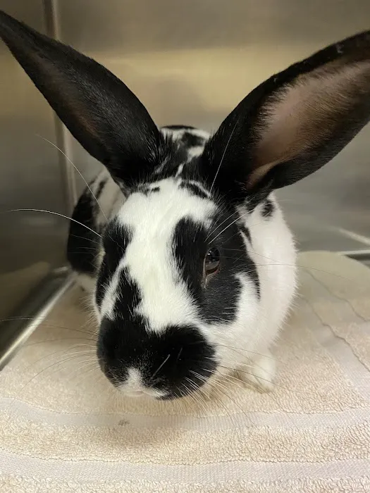 Wildcat Vet Services Picture 9