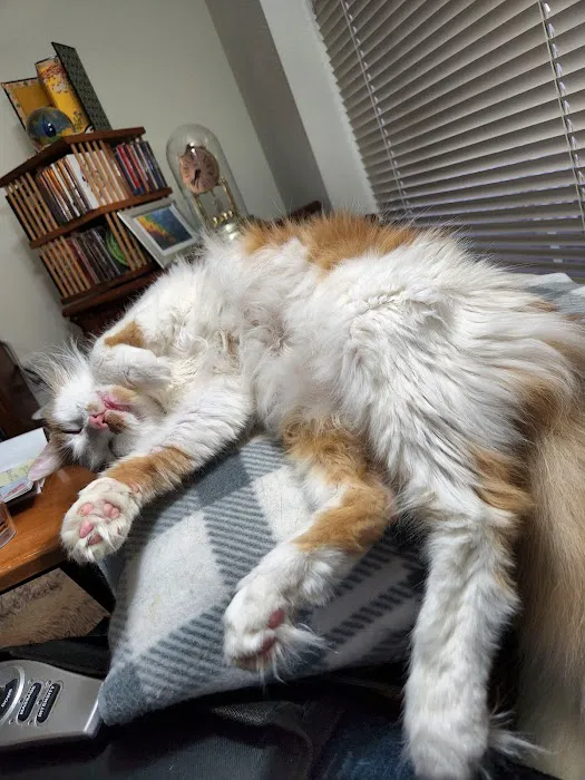 Animal Doctor Blue Hills Picture 1