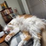 Animal Doctor Blue Hills