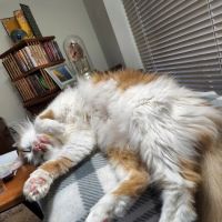 Animal Doctor Blue Hills ico