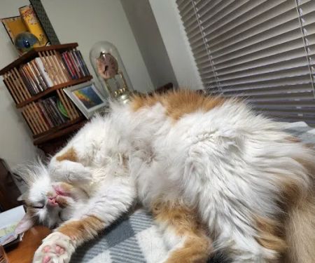 Animal Doctor Blue Hills