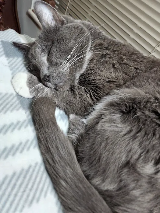 Animal Doctor Blue Hills Picture 5