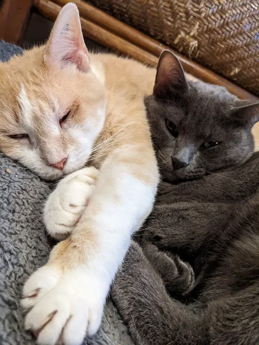 Animal Doctor Blue Hills Picture 2