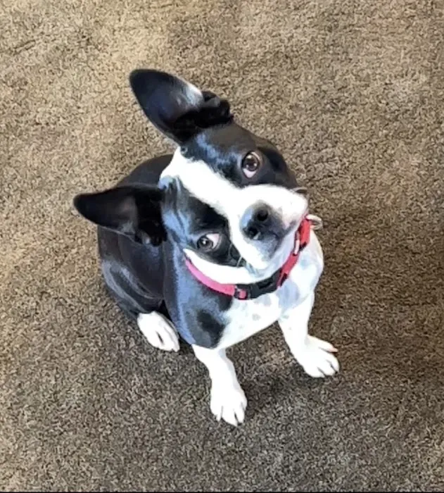 Animal Doctor Blue Hills Picture 4