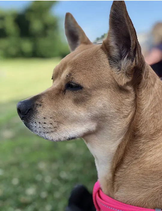 Animal Doctor Blue Hills Picture 9