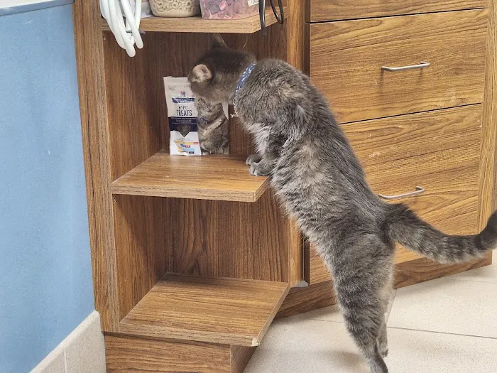 Animal Doctor Blue Hills Picture 7