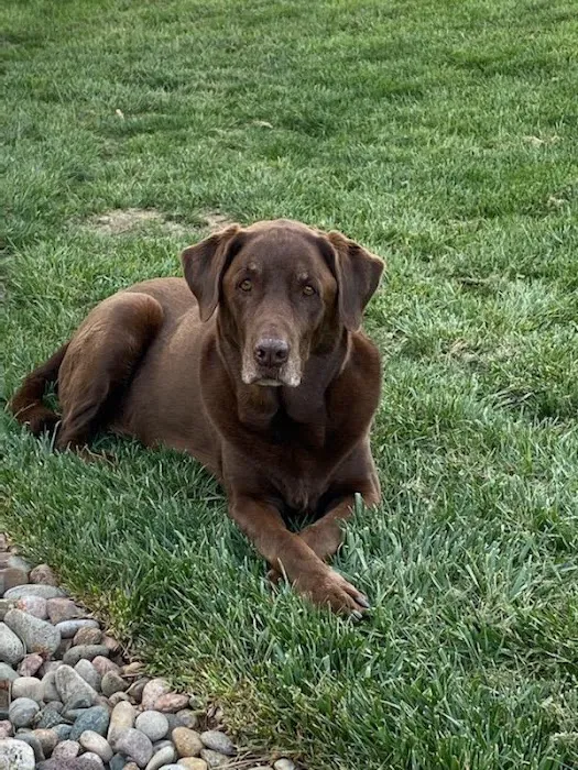 Animal Doctor Blue Hills Picture 6