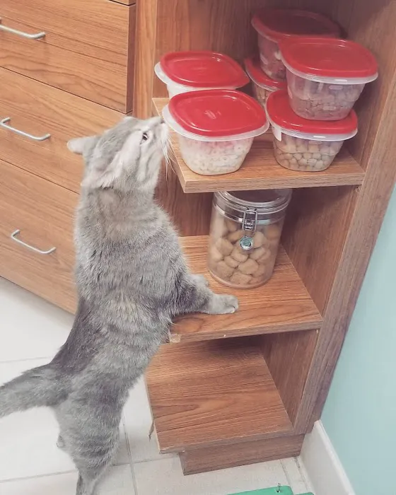 Animal Doctor Blue Hills Picture 8