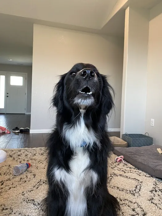 Animal Doctor Blue Hills Picture 10