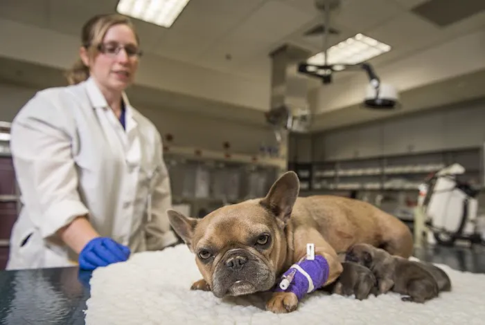 Veterinary Health Center at Kansas State University Picture 1