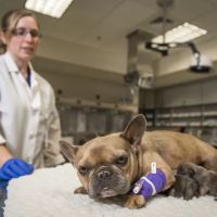 Veterinary Health Center at Kansas State University ico
