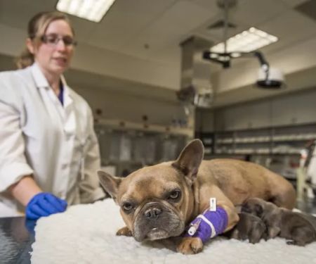 Veterinary Health Center at Kansas State University