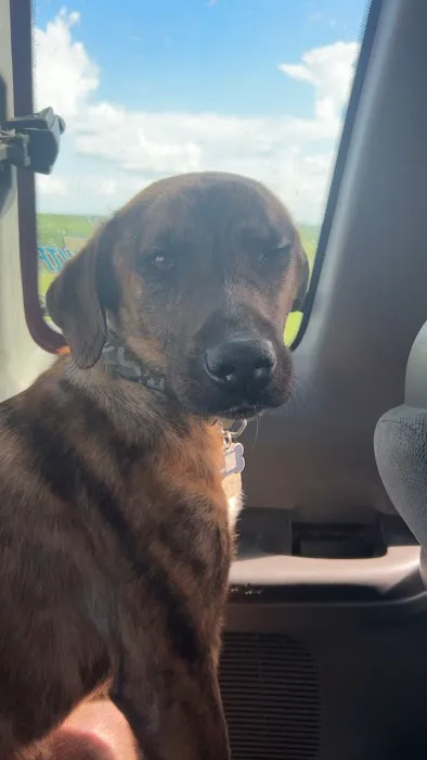 Veterinary Health Center at Kansas State University Picture 4