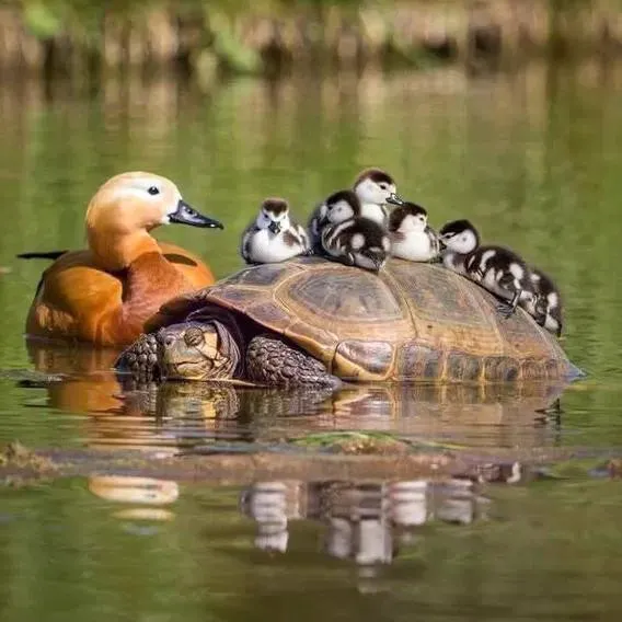 Little Apple Veterinary Hospital Picture 2