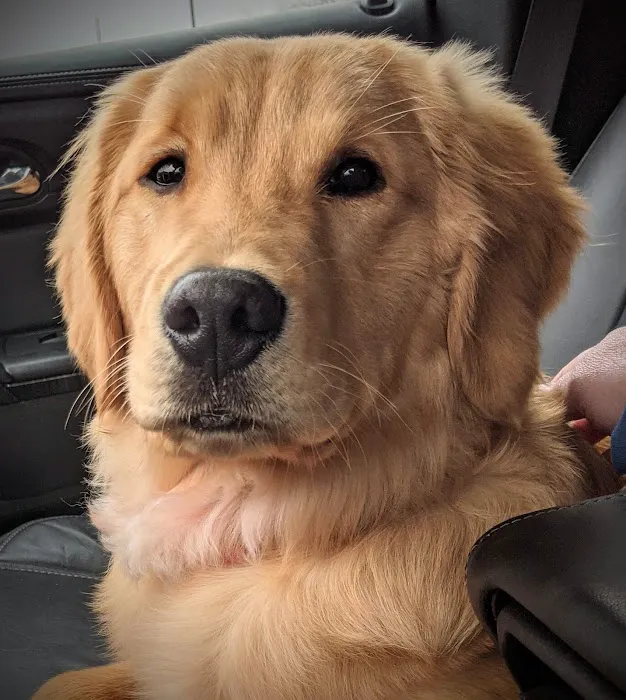 Little Apple Veterinary Hospital Picture 1