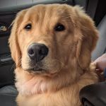 Little Apple Veterinary Hospital