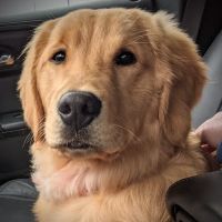 Little Apple Veterinary Hospital ico