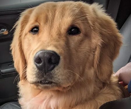 Little Apple Veterinary Hospital