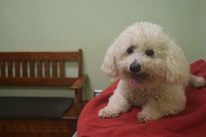 Little Apple Veterinary Hospital Picture 9