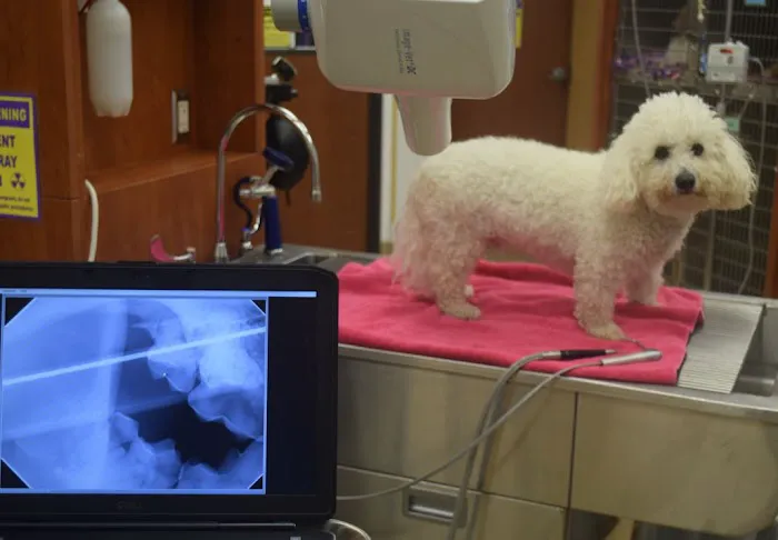 Little Apple Veterinary Hospital Picture 6