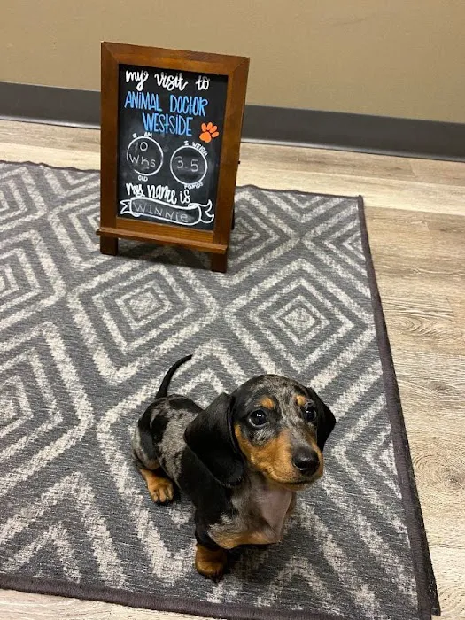 Animal Doctor Westside Picture 5