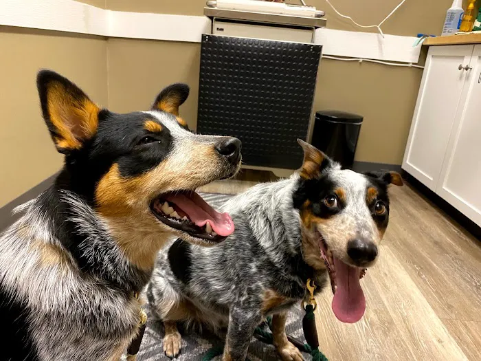 Animal Doctor Westside Picture 2